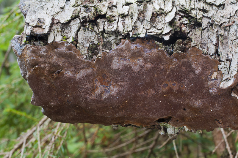 Phellinus laevigatus